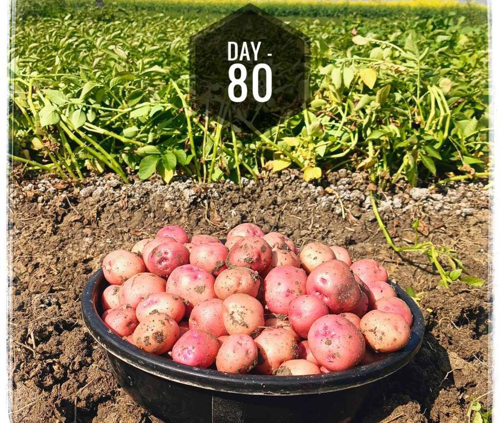 Potato Planting to Harvesting